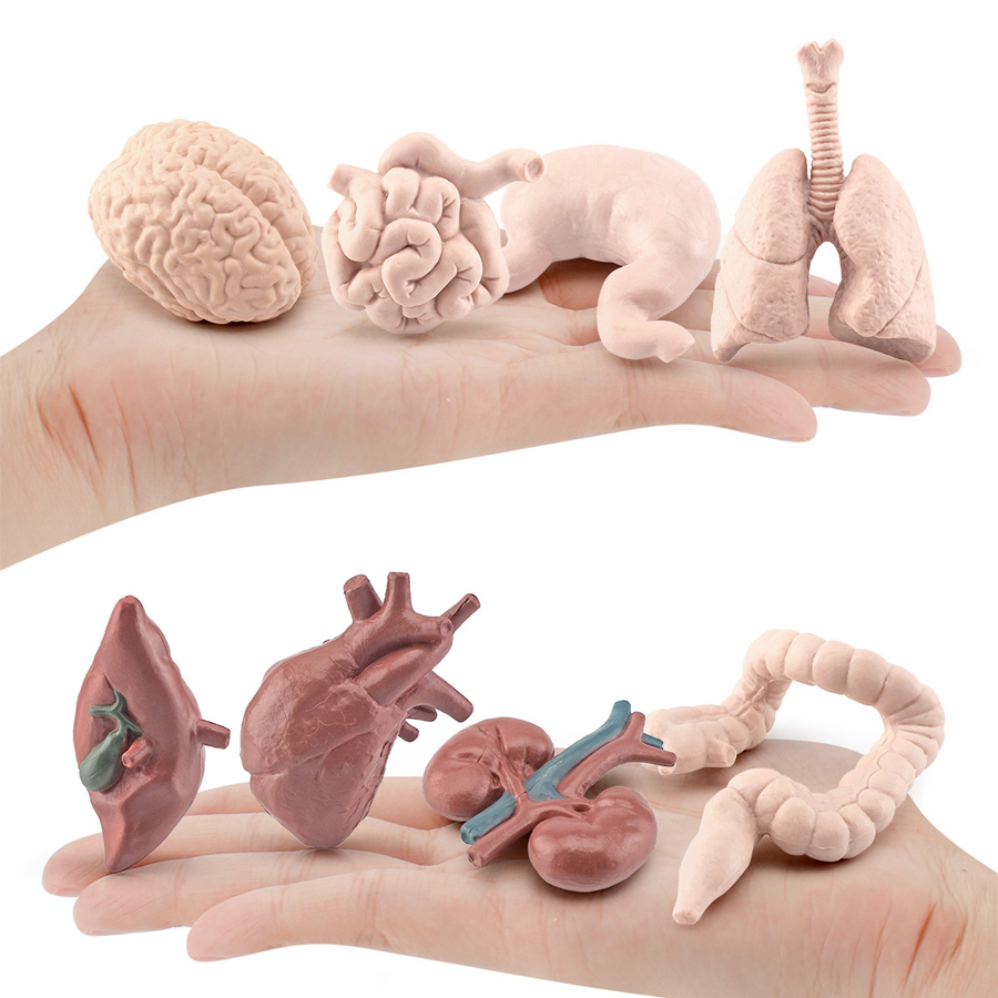 Gerçekçi İnsan Organları Antik - Kids Toys Egypt incelemesi ve fiyatı